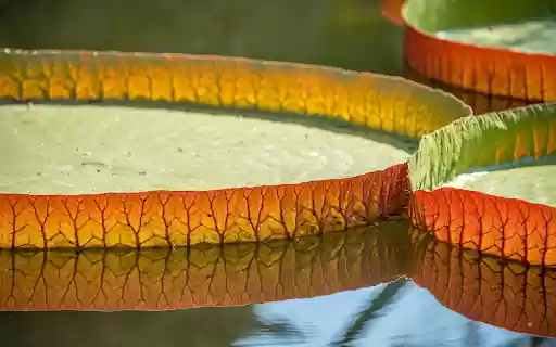 Water basket leaves  from Chrome web store to be run with OffiDocs Chromium online