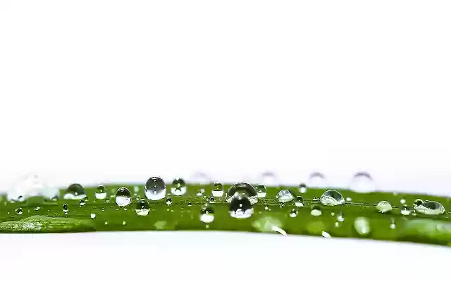 Water Drop on leaf  from Chrome web store to be run with OffiDocs Chromium online