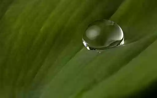 Water drops on leaf surface  from Chrome web store to be run with OffiDocs Chromium online