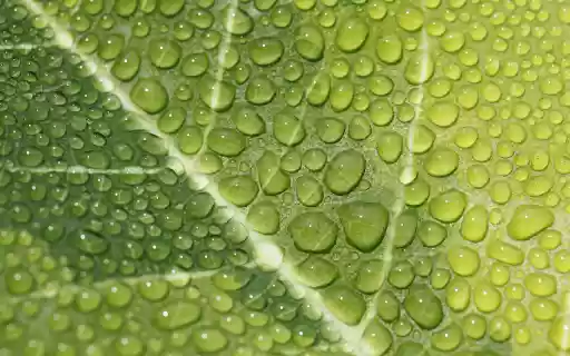 Water drops on leaves  from Chrome web store to be run with OffiDocs Chromium online