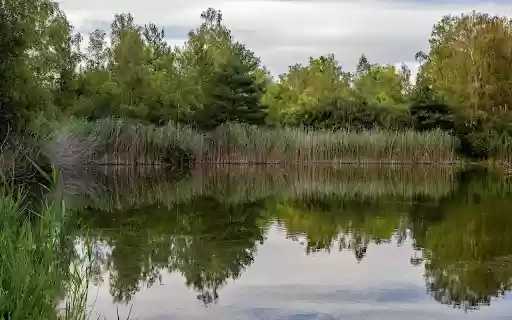water grass forest  from Chrome web store to be run with OffiDocs Chromium online
