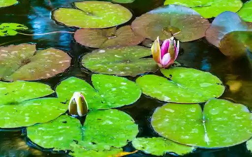 Water lilies blooming  from Chrome web store to be run with OffiDocs Chromium online