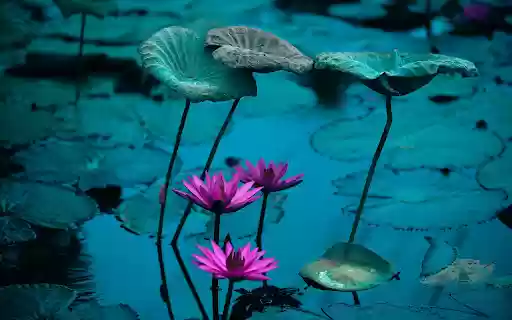 Water lilies in the lotus pond from Chrome web store to be run with OffiDocs Chromium online Water lilies in the lotus pond from Chrome web store to be run with OffiDocs Chromium online