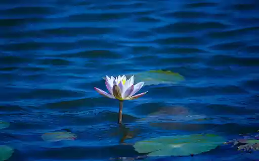 Water Lily in the Pond  from Chrome web store to be run with OffiDocs Chromium online