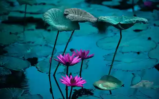 Water lily pond  from Chrome web store to be run with OffiDocs Chromium online
