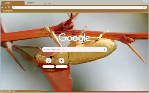 Weevil  from Chrome web store to be run with OffiDocs Chromium online