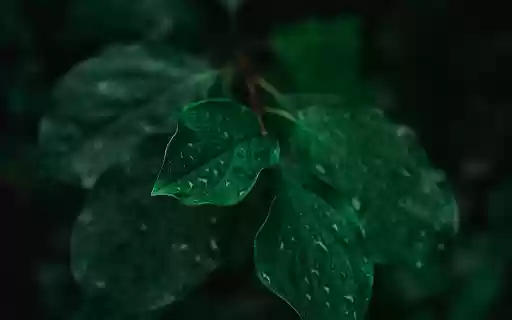 Wet green branches  from Chrome web store to be run with OffiDocs Chromium online