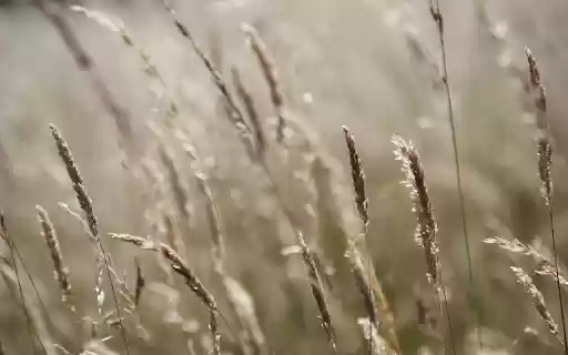Whispering Grasses aus dem Chrome Web Store kann mit OffiDocs Chromium online ausgeführt werden