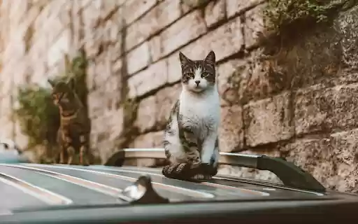 White and Black Tabby Cat on Top of Black Shiny Surface  from Chrome web store to be run with OffiDocs Chromium online