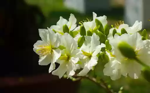 White apricot branch  from Chrome web store to be run with OffiDocs Chromium online