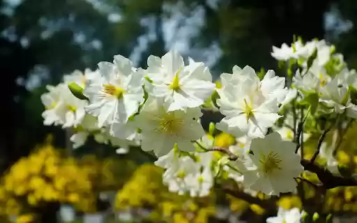 White apricot flowers bloom  from Chrome web store to be run with OffiDocs Chromium online