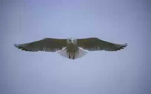 White Bird Flying in the Sky  from Chrome web store to be run with OffiDocs Chromium online
