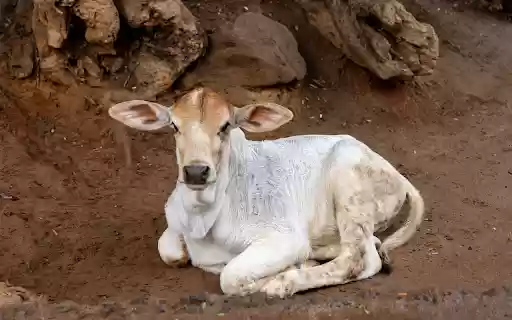 White calf  from Chrome web store to be run with OffiDocs Chromium online