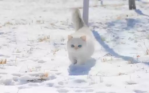 White cat playing in the snow  from Chrome web store to be run with OffiDocs Chromium online