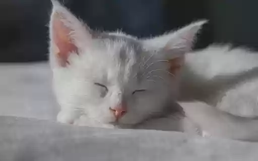WHITE CAT THEME  from Chrome web store to be run with OffiDocs Chromium online