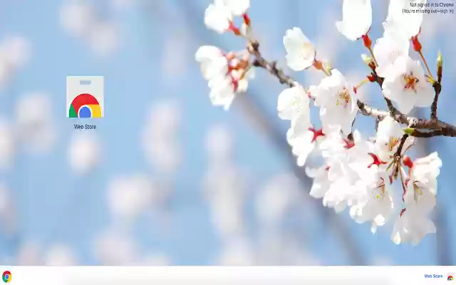 White Cherry Blossom Theme  from Chrome web store to be run with OffiDocs Chromium online
