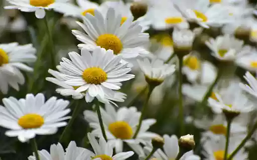 White chrysanthemum garden  from Chrome web store to be run with OffiDocs Chromium online