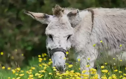 White Donkey  from Chrome web store to be run with OffiDocs Chromium online