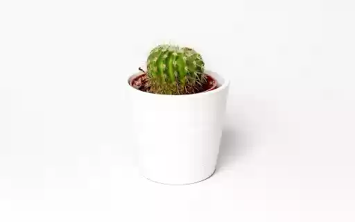 White dragon dew flower pot  from Chrome web store to be run with OffiDocs Chromium online White dragon dew flower pot  from Chrome web store to be run with OffiDocs Chromium online