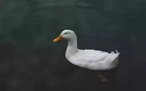 White duck in the pond  from Chrome web store to be run with OffiDocs Chromium online