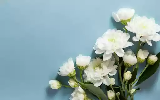 White Flower Branch  from Chrome web store to be run with OffiDocs Chromium online