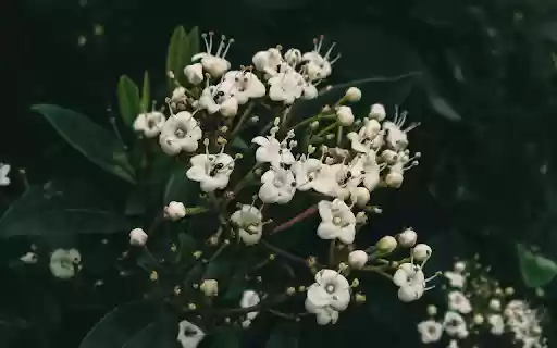 White flower branch with long pistil  from Chrome web store to be run with OffiDocs Chromium online