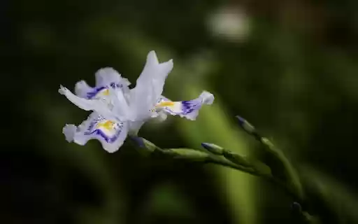 White flowers with green highlights  from Chrome web store to be run with OffiDocs Chromium online