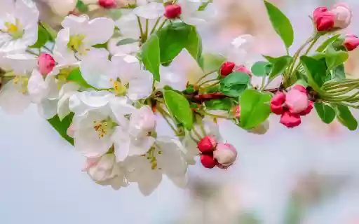 White flowers with pink buds  from Chrome web store to be run with OffiDocs Chromium online