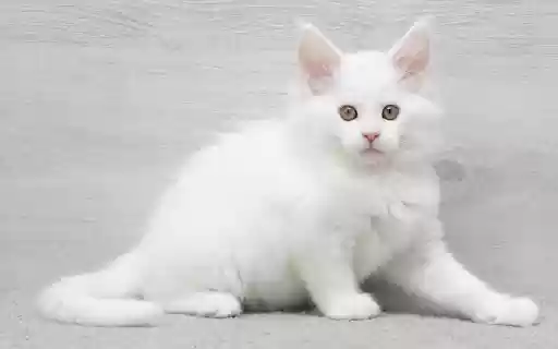 White fluffy cat  from Chrome web store to be run with OffiDocs Chromium online