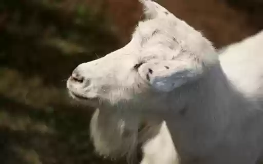 White Goat with Long Beard  from Chrome web store to be run with OffiDocs Chromium online