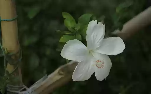 White Hibiscus  from Chrome web store to be run with OffiDocs Chromium online