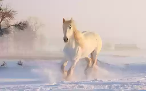 White Horse Snow from Chrome web store to be run with OffiDocs Chromium online White Horse Snow from Chrome web store to be run with OffiDocs Chromium online