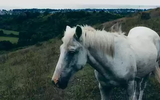 White Horse Standing on the Grass  from Chrome web store to be run with OffiDocs Chromium online