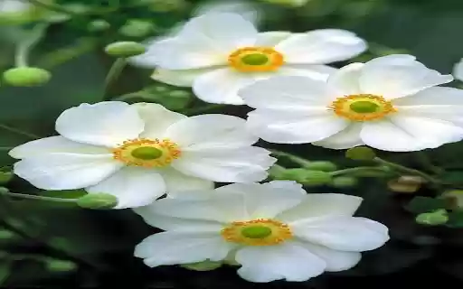 White Japanese Chrysanthemum Wallpaper  from Chrome web store to be run with OffiDocs Chromium online