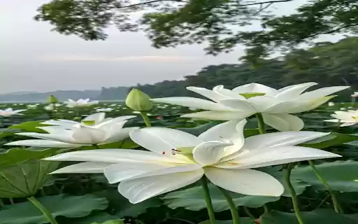 White lotus wallpaper from Chrome web store to be run with OffiDocs Chromium online White lotus wallpaper from Chrome web store to be run with OffiDocs Chromium online