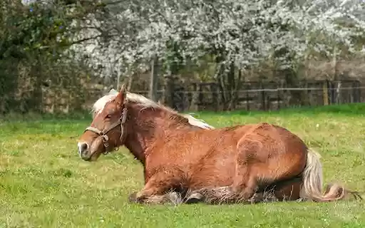 White Mane Horse  from Chrome web store to be run with OffiDocs Chromium online