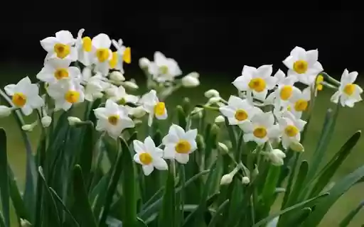 white narcissur flower wallpaper  from Chrome web store to be run with OffiDocs Chromium online