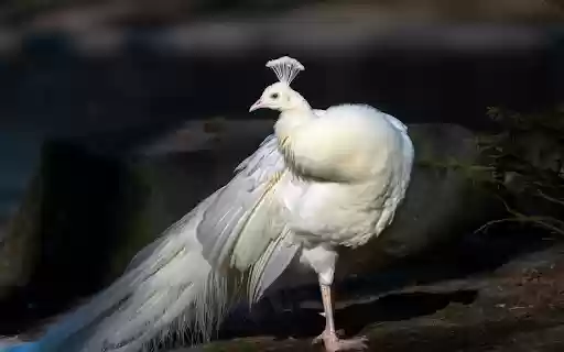 White peacock from Chrome web store to be run with OffiDocs Chromium online White peacock from Chrome web store to be run with OffiDocs Chromium online