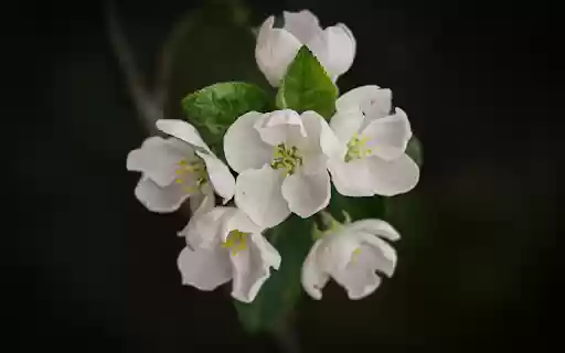 white pearl flower  from Chrome web store to be run with OffiDocs Chromium online