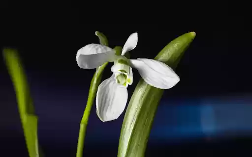 White petals  from Chrome web store to be run with OffiDocs Chromium online
