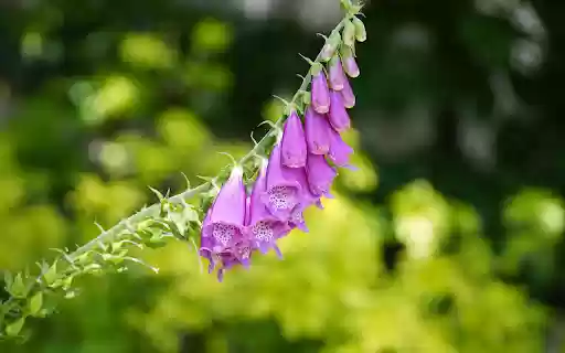 White purple flower branch  from Chrome web store to be run with OffiDocs Chromium online