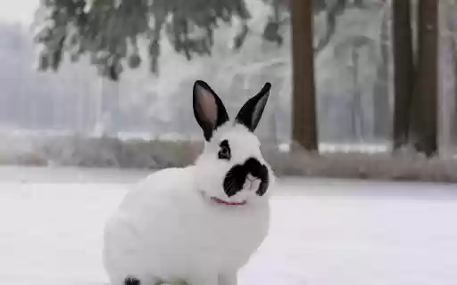 White rabbit with black ears from Chrome web store to be run with OffiDocs Chromium online White rabbit with black ears from Chrome web store to be run with OffiDocs Chromium online