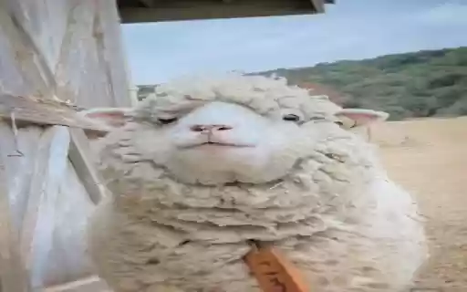 white sheep wallpaper from Chrome web store to be run with OffiDocs Chromium online white sheep wallpaper from Chrome web store to be run with OffiDocs Chromium online