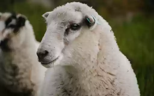 White sheep with small ears from Chrome web store to be run with OffiDocs Chromium online White sheep with small ears from Chrome web store to be run with OffiDocs Chromium online