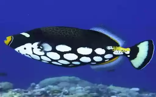 white spotted croaker wallpaper from Chrome web store to be run with OffiDocs Chromium online white spotted croaker wallpaper from Chrome web store to be run with OffiDocs Chromium online
