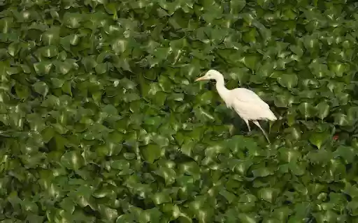 White stork on duckweed pond  from Chrome web store to be run with OffiDocs Chromium online