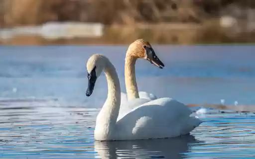White swans from Chrome web store to be run with OffiDocs Chromium online White swans from Chrome web store to be run with OffiDocs Chromium online