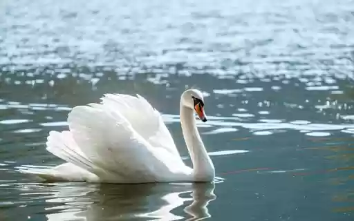 WHITE SWAN Theme  from Chrome web store to be run with OffiDocs Chromium online