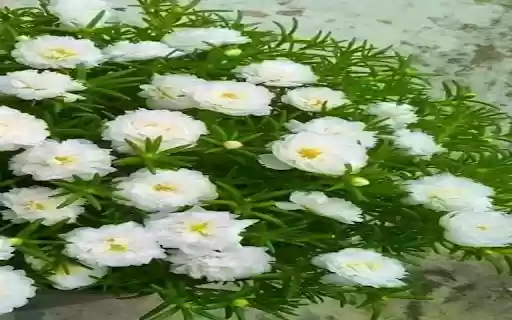 White ten oclock flower wallpaper from Chrome web store to be run with OffiDocs Chromium online White ten oclock flower wallpaper from Chrome web store to be run with OffiDocs Chromium online