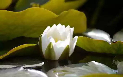 White Water Lilies Blooming  from Chrome web store to be run with OffiDocs Chromium online